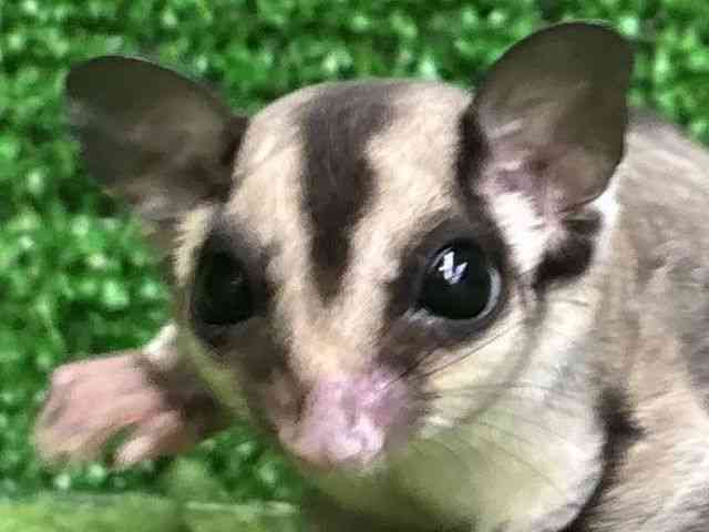 tNK