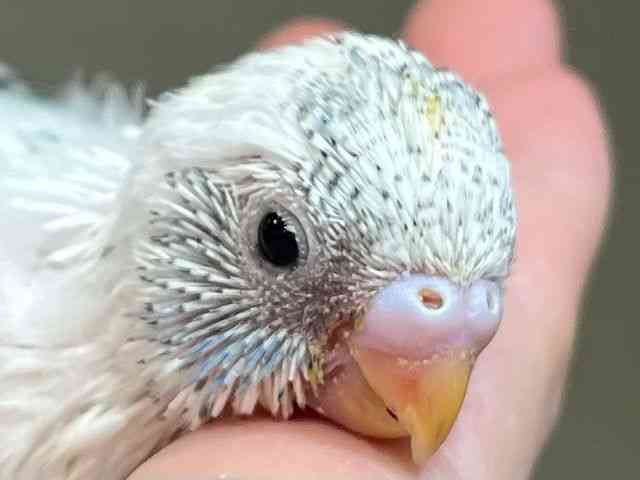 ZLZCCR