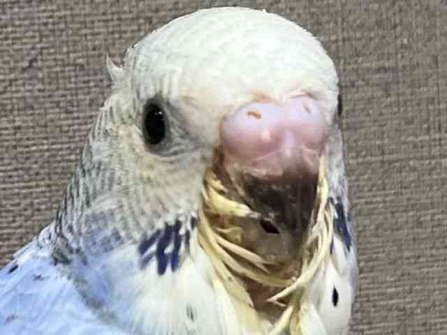 ZLZCCR