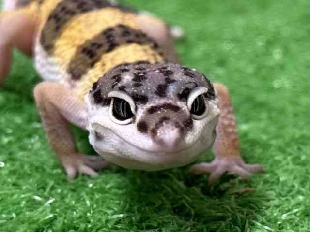 qEgJQhL