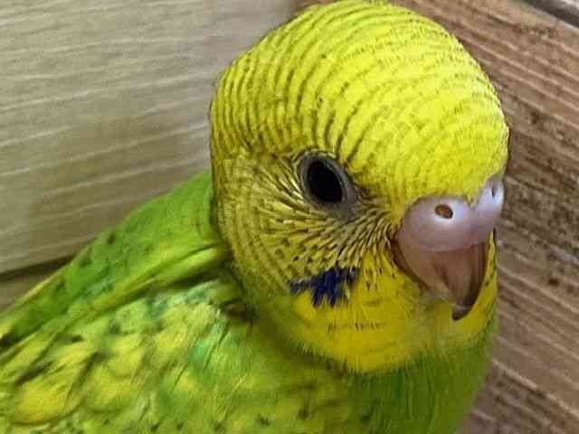 ZLZCCR