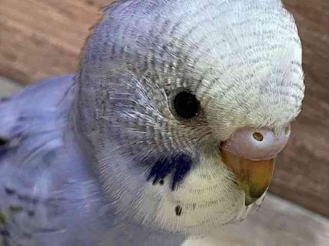ZLZCCR