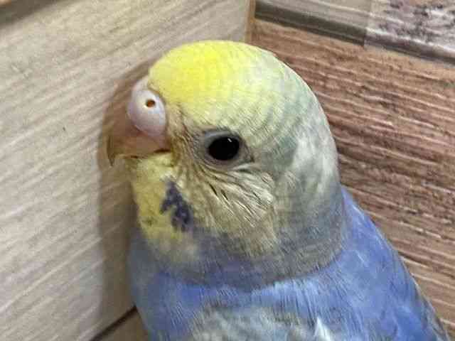 ZLZCCR
