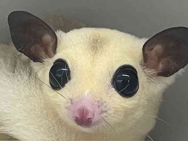 tNK