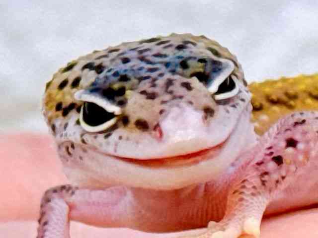 qEgJQhL