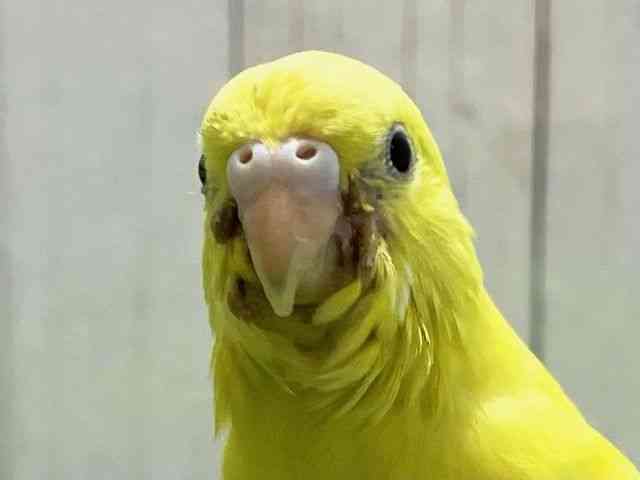ZLZCCR