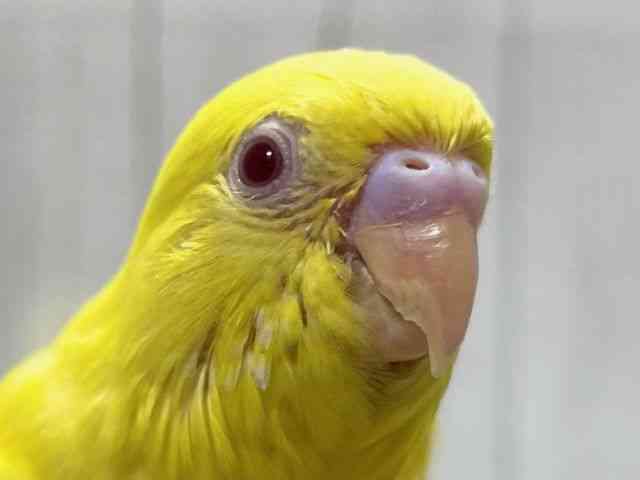 ZLZCCR