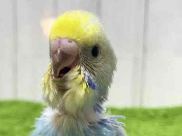 ZLZCCR