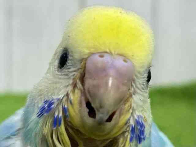 ZLZCCR