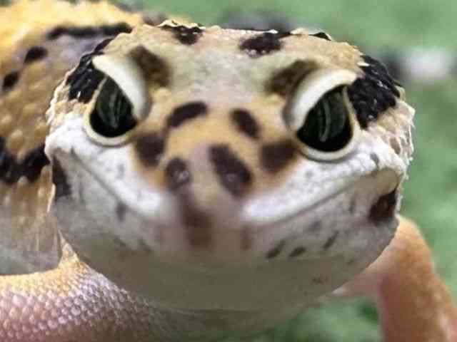 qEgJQhL