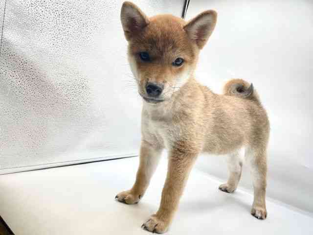 香川県の柴犬(標準サイズ) (ひごペットフレンドリーゆめタウン高松店/2025年3月22日生まれ/男の子/赤)の子犬の2枚目の画像