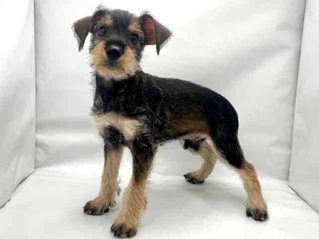 大阪府のハーフ犬・ミックス犬 (ひごペットフレンドリー東淀川店/2025年4月15日生まれ/男の子/レッド)の子犬の2枚目の画像