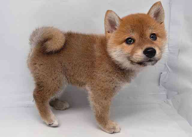 鳥取県の柴犬(標準サイズ) (ひごペットフレンドリーイオンモール鳥取北店/2025年4月20日生まれ/男の子/赤)の子犬の2枚目の画像