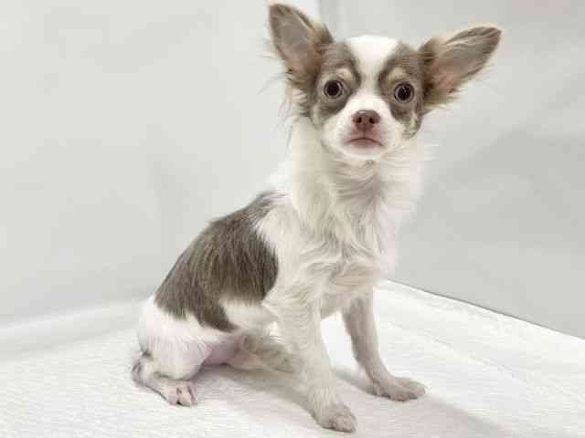 高知県のチワワ(ロング) (ひごペットフレンドリーイオンモール高知店/2025年4月21日生まれ/男の子/イザベラタンホワイト)の子犬の2枚目の画像