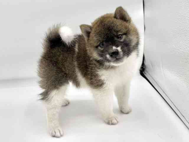 大阪府の柴犬(標準サイズ) (ひごペットフレンドリーららぽーとEXPOCITY店/2025年4月22日生まれ/男の子/赤)の子犬の2枚目の画像