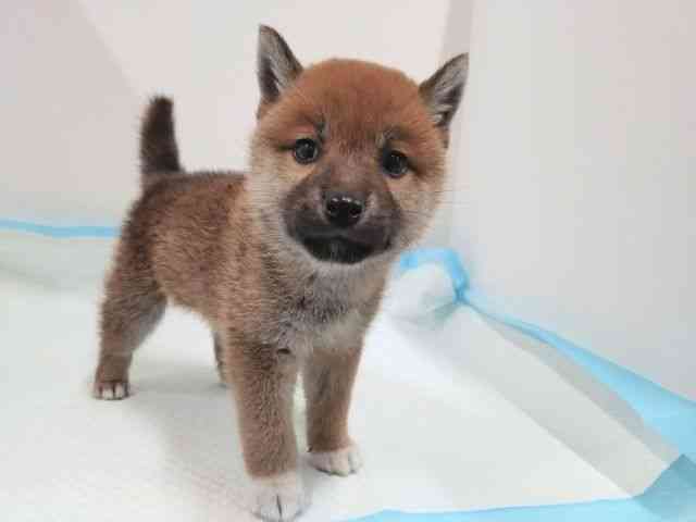 奈良県の柴犬(標準サイズ) (ひごペットフレンドリーイオンモール橿原ウエストビレッジ店/2025年4月22日生まれ/女の子/赤)の子犬の2枚目の画像