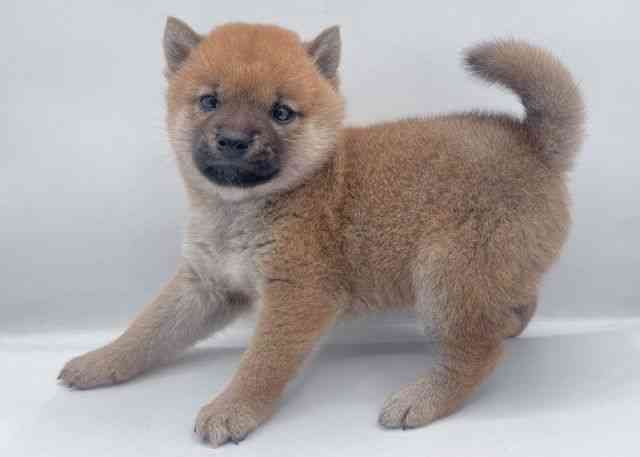 島根県の柴犬(標準サイズ) (ひごペットフレンドリーイオン松江ショッピングセンター店/2025年4月26日生まれ/女の子/赤)の子犬の2枚目の画像