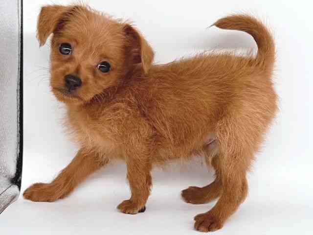 大阪府のハーフ犬・ミックス犬 (ひごペットフレンドリー瓜破店/2025年4月26日生まれ/男の子/レッド)の子犬の2枚目の画像