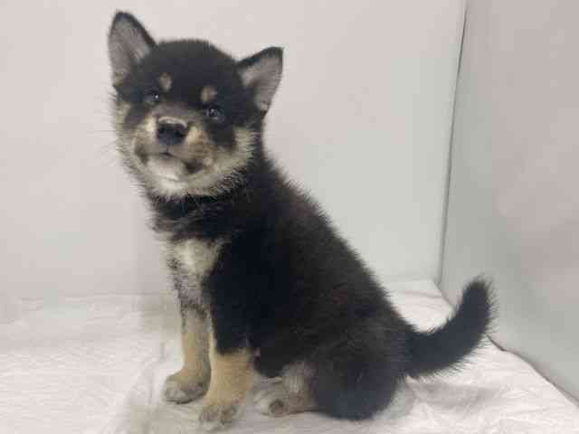 高知県の柴犬(標準サイズ) (ひごペットフレンドリーイオンモール高知店/2025年4月28日生まれ/男の子/黒)の子犬の2枚目の画像