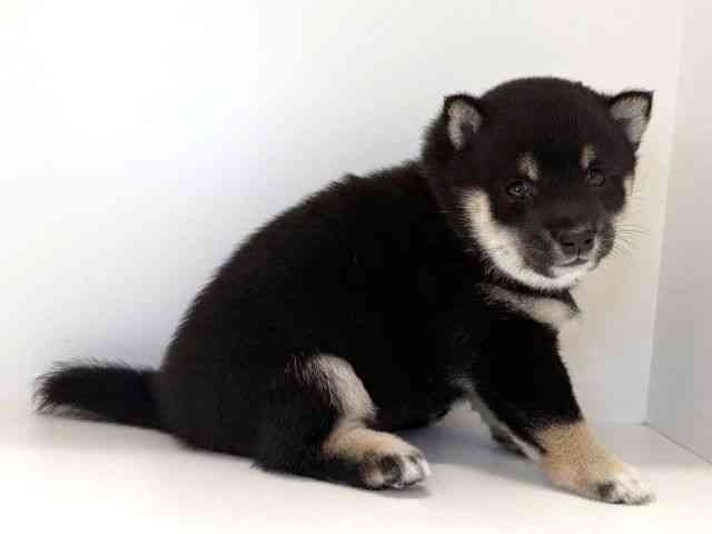 兵庫県の柴犬(標準サイズ) (ひごペットフレンドリーイトーヨーカドー明石店/2025年4月29日生まれ/女の子/黒)の子犬の2枚目の画像