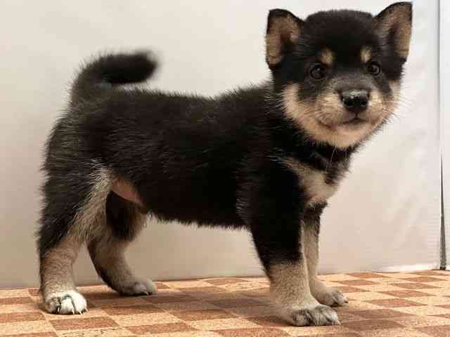 愛媛県の柴犬(標準サイズ) (ひごペットフレンドリーエミフルMASAKI店/2025年4月28日生まれ/男の子/黒)の子犬の2枚目の画像