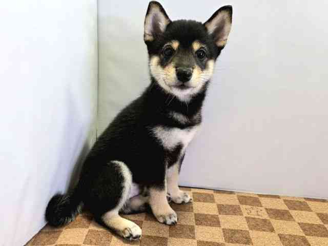 愛媛県の柴犬(標準サイズ) (ひごペットフレンドリーエミフルMASAKI店/2025年4月28日生まれ/男の子/黒)の子犬の2枚目の画像
