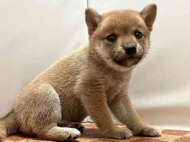 愛媛県の柴犬(標準サイズ) (ひごペットフレンドリーエミフルMASAKI店/2025年4月27日生まれ/男の子/赤)の子犬の2枚目の画像