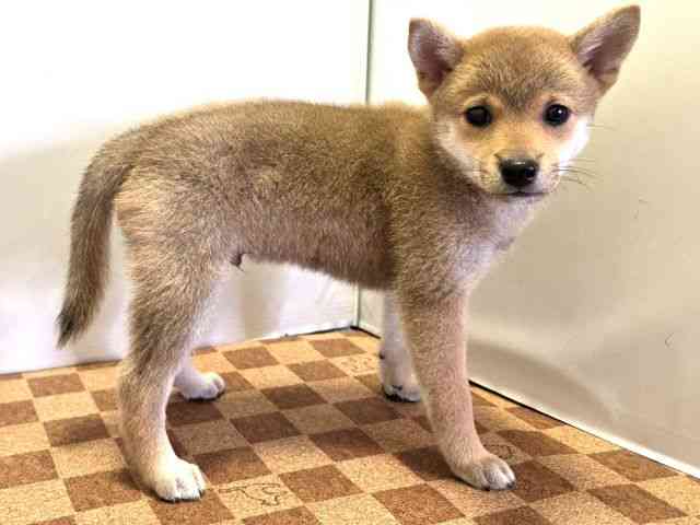 愛媛県の柴犬(標準サイズ) (ひごペットフレンドリーエミフルMASAKI店/2025年4月27日生まれ/男の子/赤)の子犬の2枚目の画像