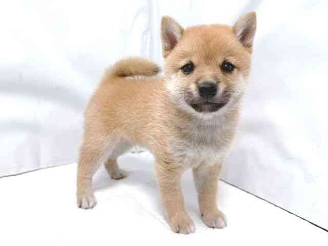 大阪府の柴犬(標準サイズ) (ひごペットフレンドリー堺プラットプラット店/2025年4月27日生まれ/男の子/赤)の子犬の2枚目の画像