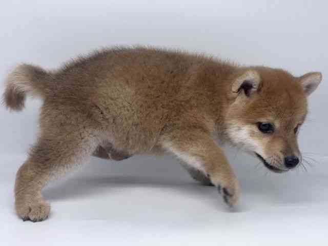 徳島県の柴犬(標準サイズ) (ひごペットフレンドリーゆめタウン徳島店/2025年4月30日生まれ/男の子/赤)の子犬の2枚目の画像