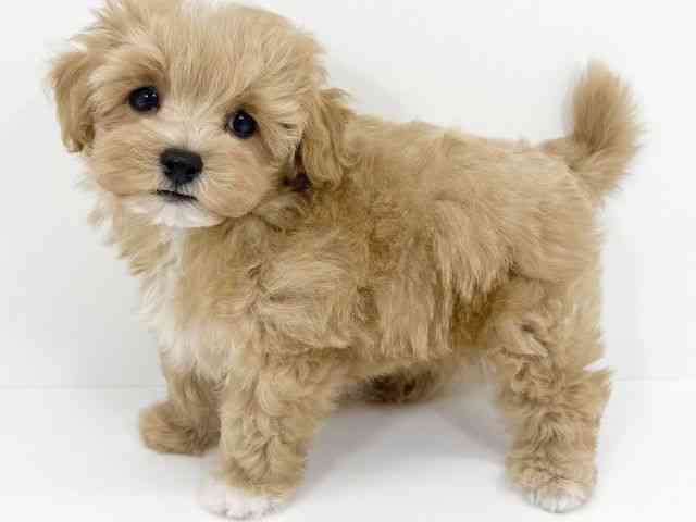 京都府のハーフ犬・ミックス犬 (ひごペットフレンドリーイズミヤショッピングセンター八幡店/2025年4月29日生まれ/男の子/アプリコットホワイト)の子犬の2枚目の画像