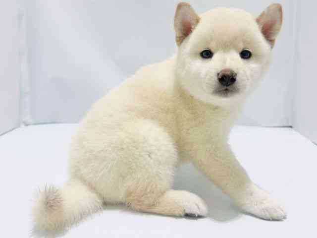 大阪府の柴犬(標準サイズ) (ひごペットフレンドリーイズミヤショッピングセンター千里丘店/2025年5月2日生まれ/女の子/白)の子犬の2枚目の画像
