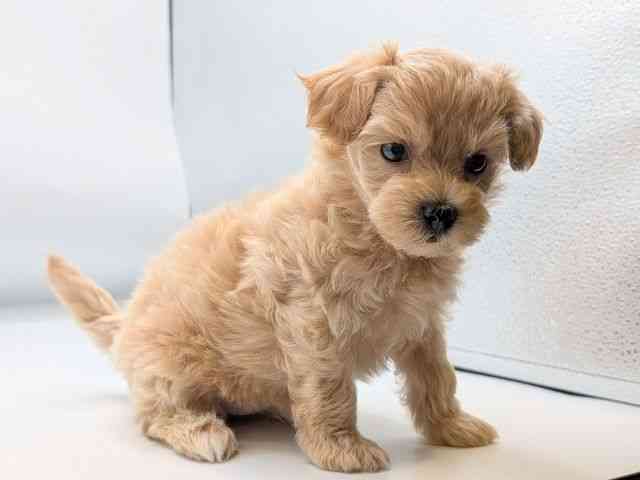 香川県のハーフ犬・ミックス犬 (ひごペットフレンドリーゆめタウン高松店/2025年5月3日生まれ/女の子/クリーム)の子犬の2枚目の画像