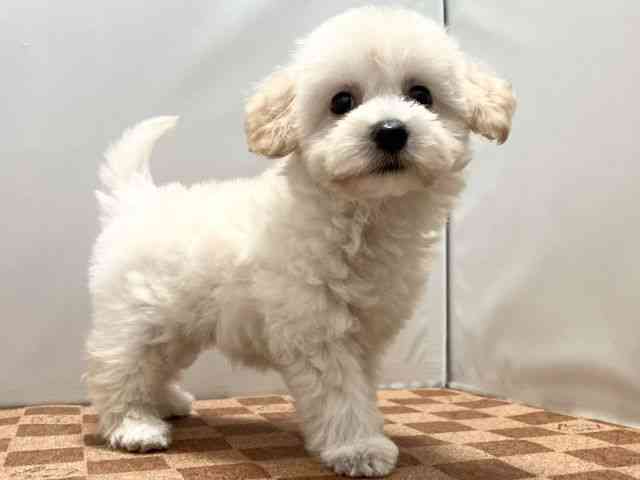 愛媛県のハーフ犬・ミックス犬 (ひごペットフレンドリーエミフルMASAKI店/2025年5月4日生まれ/女の子/クリーム)の子犬の2枚目の画像