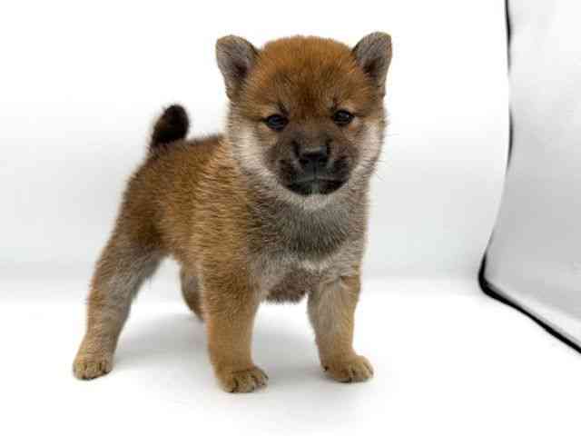 大阪府の柴犬(標準サイズ) (ひごペットフレンドリーイオンタウン豊中庄内店/2025年5月6日生まれ/女の子/赤)の子犬の2枚目の画像