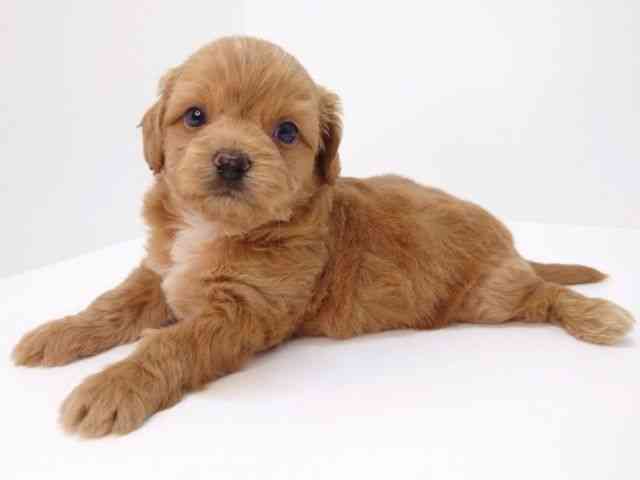 大阪府のハーフ犬・ミックス犬 (ひごペットフレンドリーいこらもーる泉佐野店/2025年5月10日生まれ/男の子/クリーム)の子犬の2枚目の画像