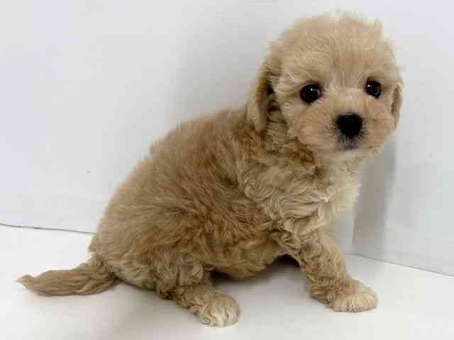 大阪府のハーフ犬・ミックス犬 (ひごペットフレンドリーベルファ2都島店/2025年5月10日生まれ/男の子/クリーム)の子犬の2枚目の画像