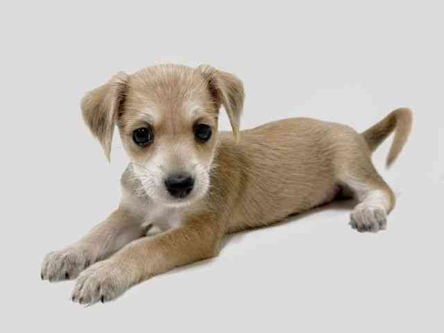奈良県のハーフ犬・ミックス犬 (ひごペットフレンドリーイオンモール橿原ウエストビレッジ店/2025年5月10日生まれ/女の子/レッド)の子犬の2枚目の画像