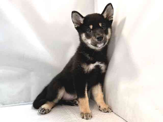 大阪府の柴犬(標準サイズ) (ひごペットフレンドリー堺プラットプラット店/2025年5月17日生まれ/女の子/黒)の子犬の2枚目の画像