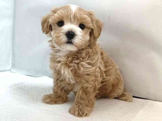 大阪府のハーフ犬・ミックス犬 (ひごペットフレンドリー堺プラットプラット店/2025年5月17日生まれ/男の子/クリーム)の子犬の2枚目の画像