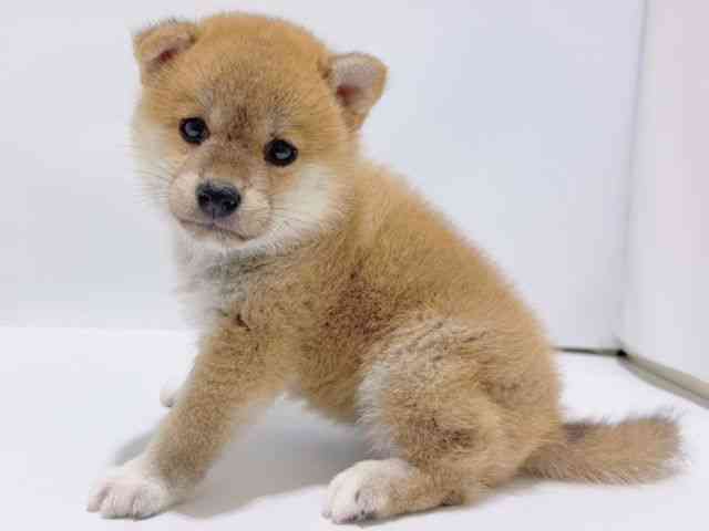 大阪府の柴犬(標準サイズ) (ひごペットフレンドリーイズミヤショッピングセンター千里丘店/2025年5月19日生まれ/女の子/赤)の子犬の2枚目の画像