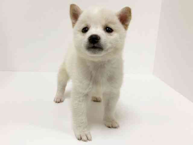 愛知県の柴犬(標準サイズ) (ひごペットフレンドリーイトーヨーカドー知多店/2025年5月17日生まれ/男の子/白)の子犬の2枚目の画像