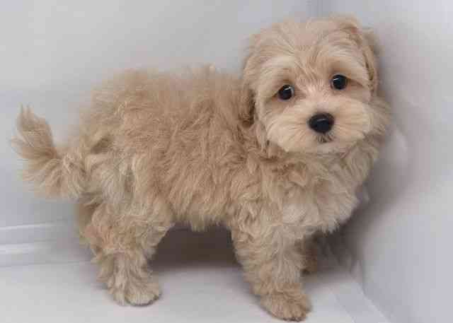 鳥取県のハーフ犬・ミックス犬 (ひごペットフレンドリーイオンモール鳥取北店/2025年5月21日生まれ/女の子/オレンジフォーン)の子犬の2枚目の画像