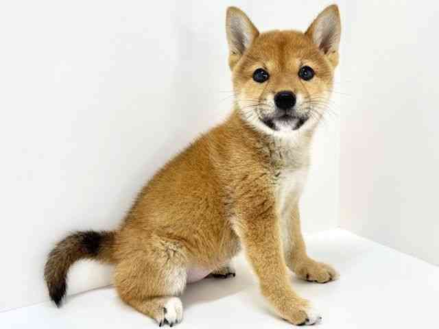 大阪府の柴犬(標準サイズ) (ひごペットフレンドリーいこらもーる泉佐野店/2025年5月24日生まれ/女の子/赤)の子犬の2枚目の画像