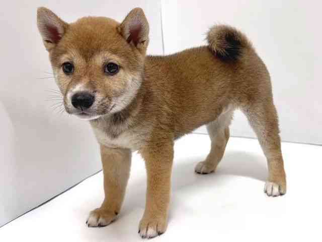 奈良県の柴犬(標準サイズ) (ひごペットフレンドリー奈良パワーシティ店/2025年6月1日生まれ/女の子/赤)の子犬の2枚目の画像