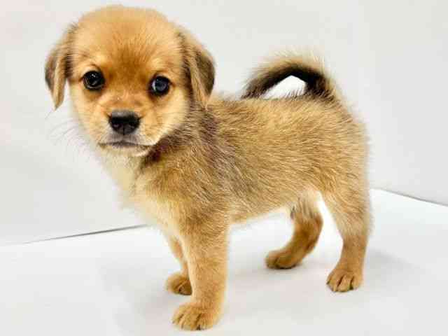 大阪府のハーフ犬・ミックス犬 (ひごペットフレンドリーイオンタウン茨木太田店/2025年6月3日生まれ/男の子/フォーン)の子犬の2枚目の画像