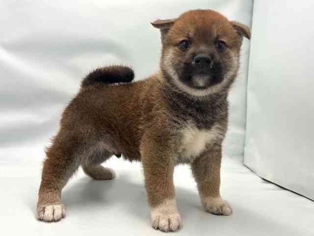 大阪府の柴犬(標準サイズ) (ひごペットフレンドリー東淀川店/2025年6月7日生まれ/男の子/赤)の子犬の2枚目の画像