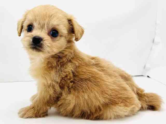 兵庫県のハーフ犬・ミックス犬 (ひごペットフレンドリークラウンパーク伊丹店/2025年5月29日生まれ/男の子/クリーム)の子犬の2枚目の画像