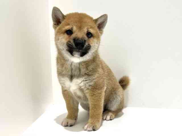 大阪府の柴犬(標準サイズ) (ひごペットフレンドリーイオン高槻店/2025年6月8日生まれ/男の子/赤)の子犬の2枚目の画像