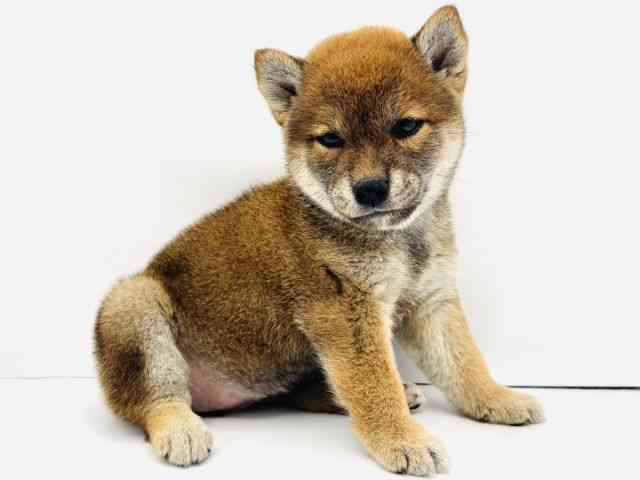 兵庫県の柴犬(標準サイズ) (ひごペットフレンドリークラウンパーク伊丹店/2025年6月6日生まれ/女の子/赤)の子犬の2枚目の画像